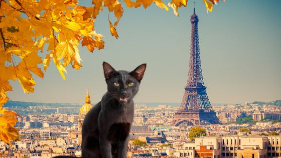 Black cat in France