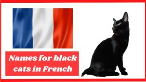 Names for black cats in French