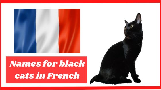 Names for black cats in French