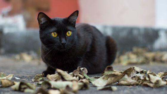names for black cats