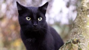 Names for female black cats